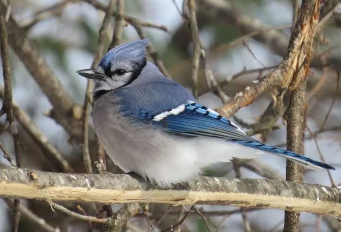 Jay